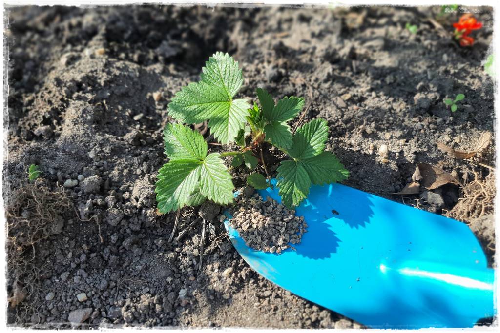 Nawozy organiczne 2r Nawozy organiczne 2r