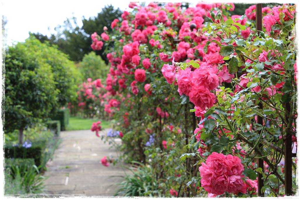 Nawozy organiczne 4f Nawozy organiczne 4f