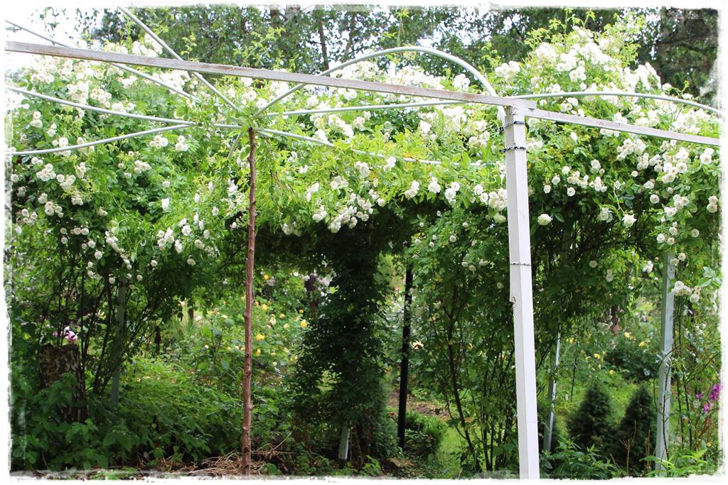 Róże pnące 13 Róże pnące 13