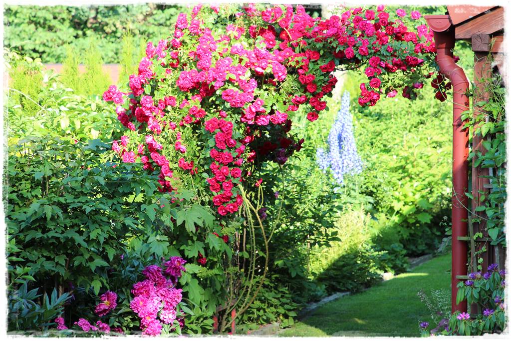 Róże pnące 14 Róże pnące 14