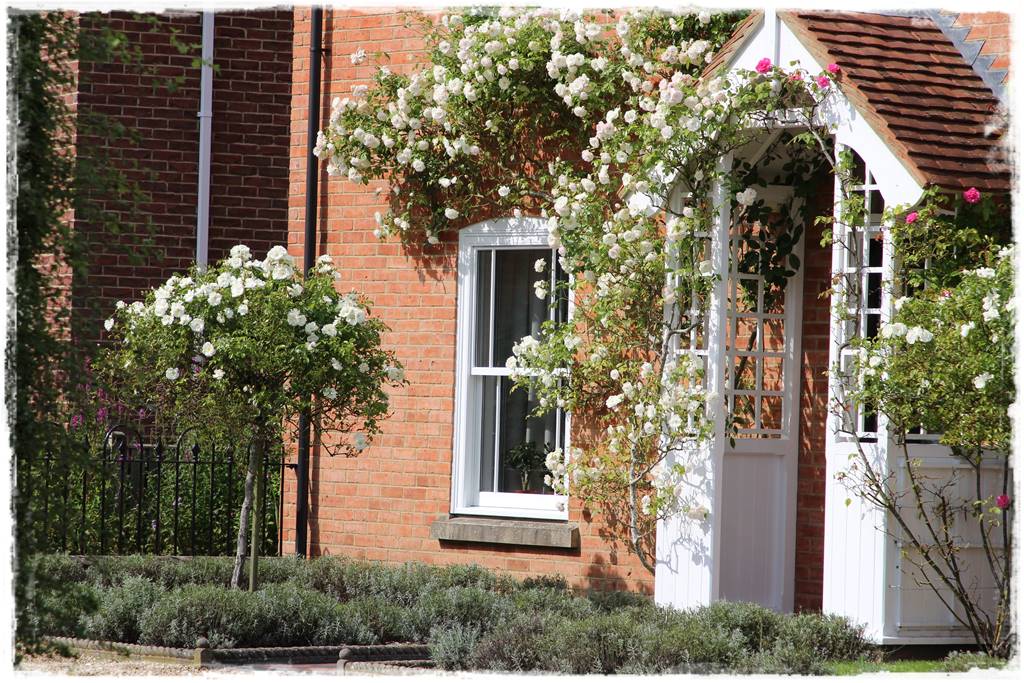 Róże pnące 15 Róże pnące 15