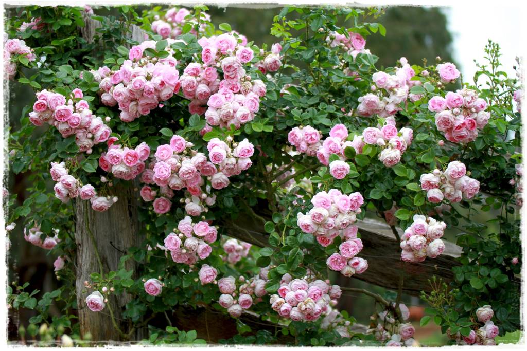 Róże pnące 18 Róże pnące 18