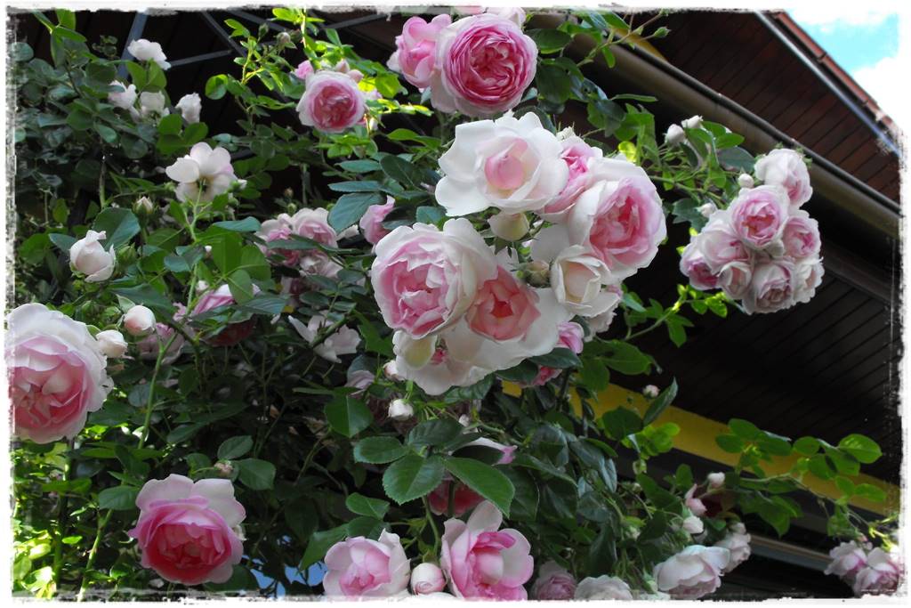 Róże pnące 19 Róże pnące 19