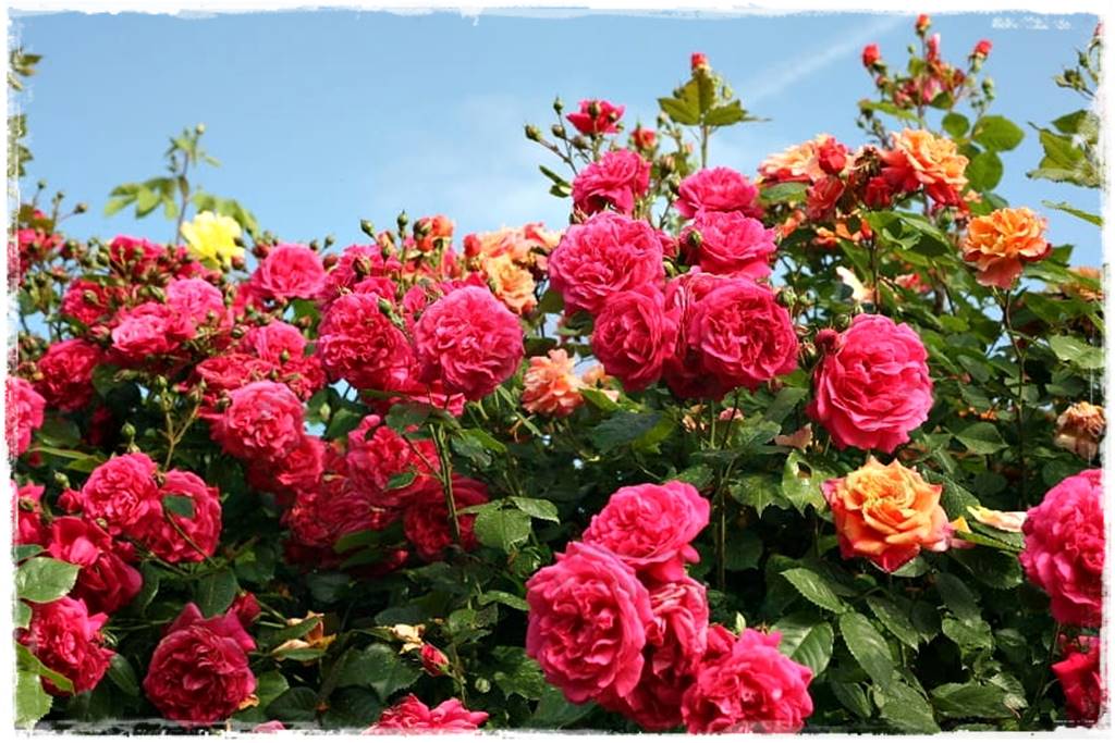 Róże pnące 30