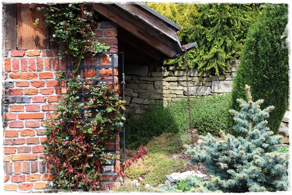 Róże pnące 4 Róże pnące 4