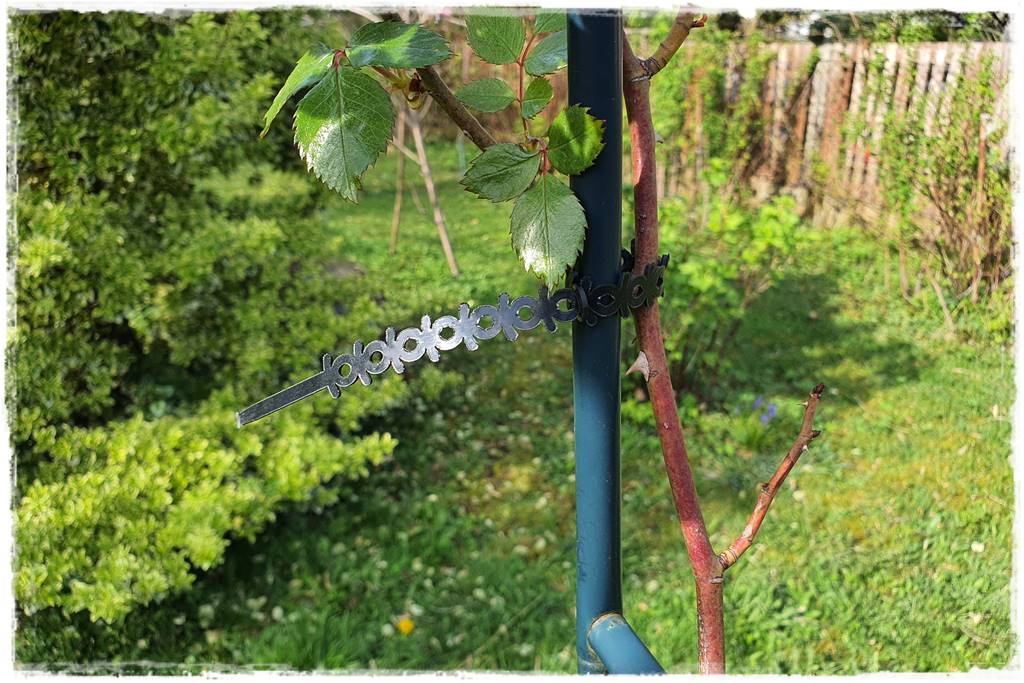 Róże pnące 5 Róże pnące 5