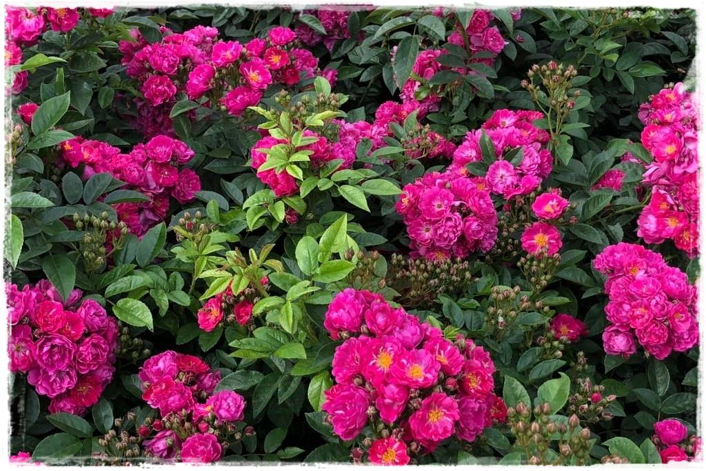 Róże pnące 62 Róże pnące 62