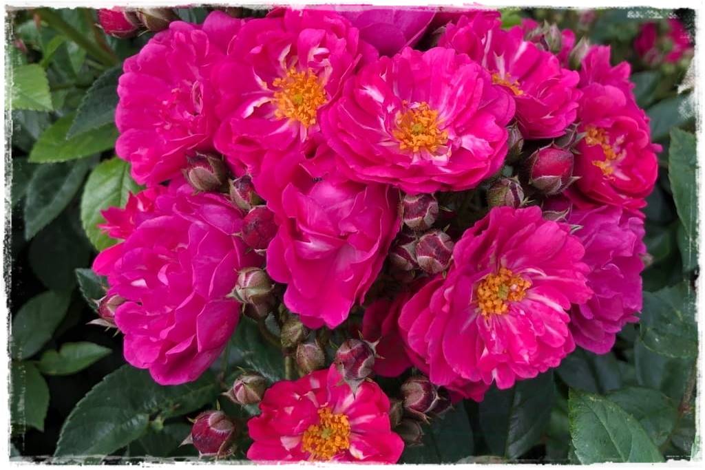 Róże pnące 63 Róże pnące 63