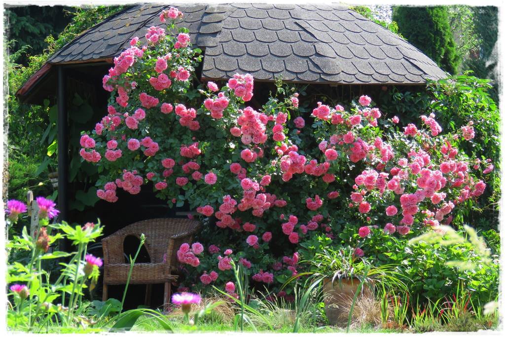 Róże pnące 7 Róże pnące 7