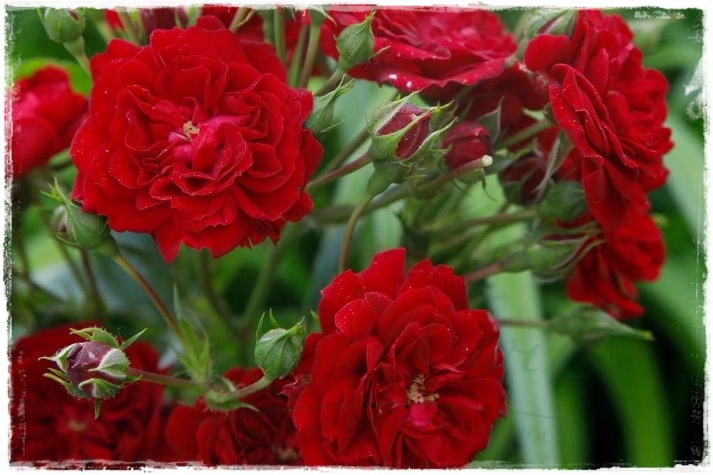 Róże pnące 71 Róże pnące 71