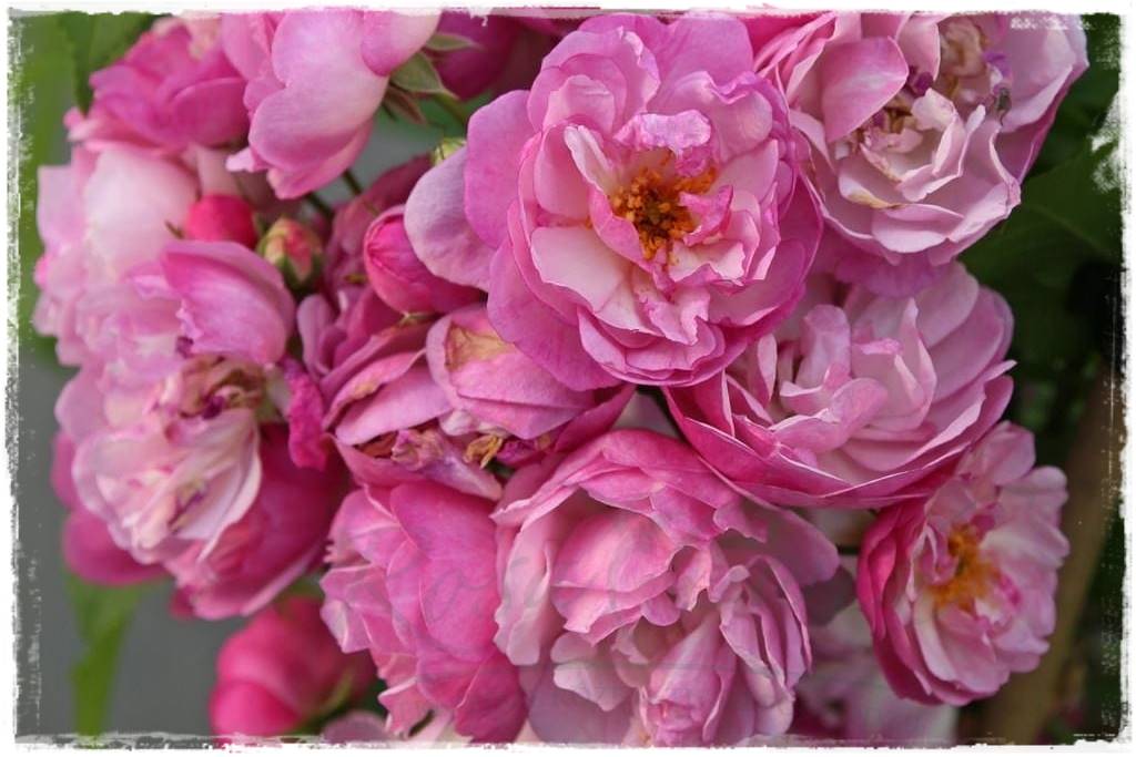 Róże pnące 73 Róże pnące 73