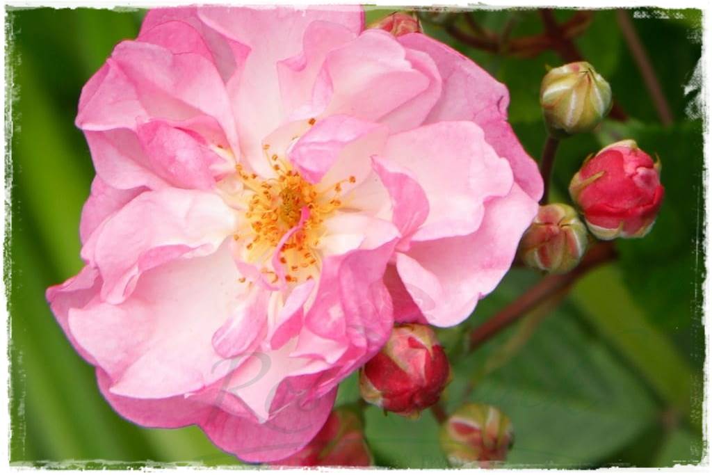 Róże pnące 74 Róże pnące 74