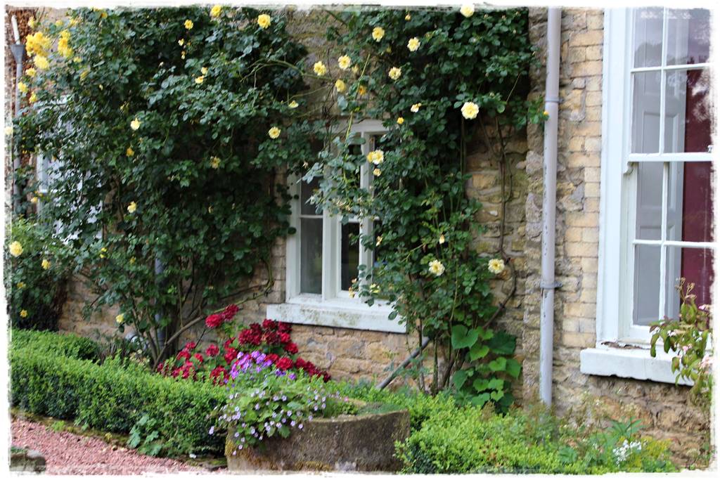 Róże pnące 8 Róże pnące 8