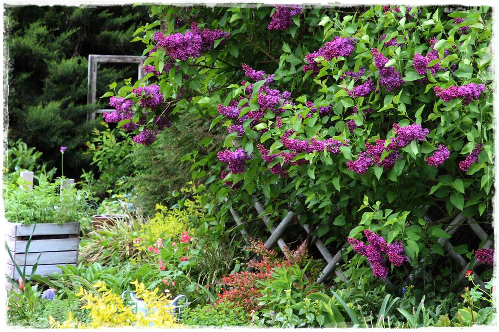 Rustykalny ogród 40 Rustykalny ogród 40