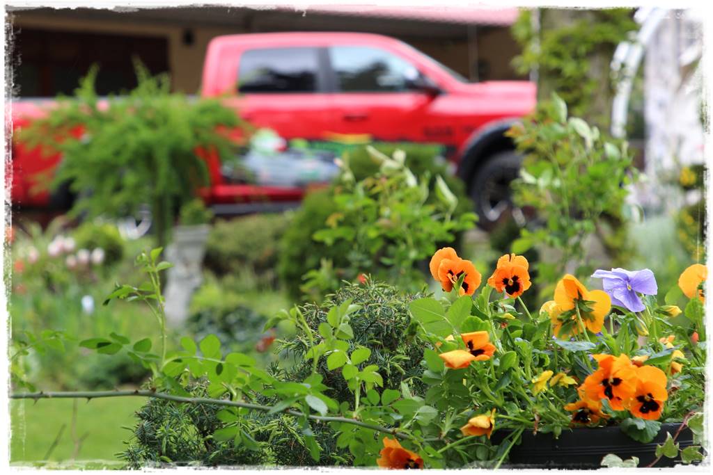 Rustykalny ogród 7 Rustykalny ogród 7