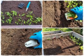 Sąsiedztwo warzyw 0