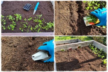 Sąsiedztwo warzyw 0