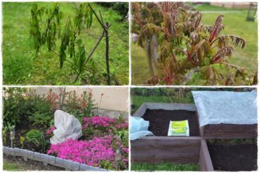 Sposób na wiosenne przymrozki 0