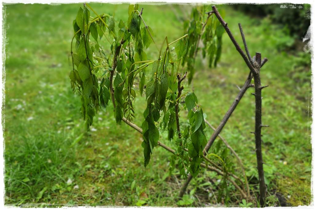 Sposób na wiosenne przymrozki 1 Sposób na wiosenne przymrozki 1