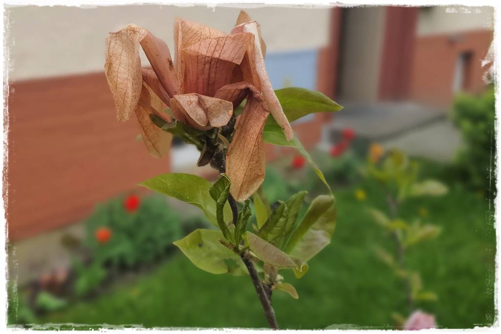 Sposób na wiosenne przymrozki 11 Sposób na wiosenne przymrozki 11