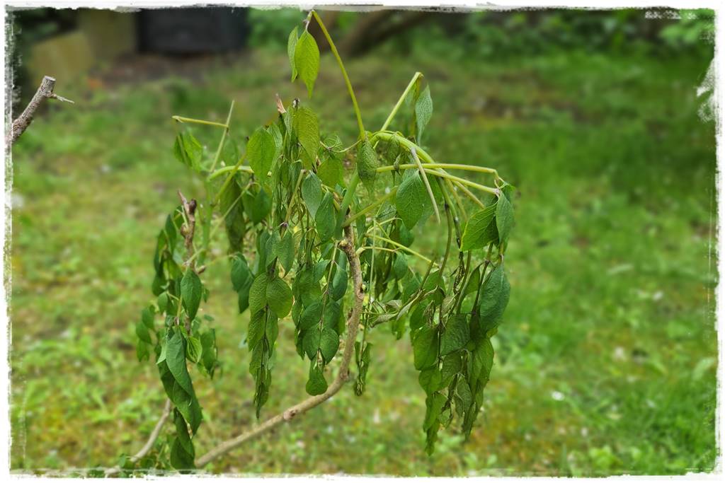 Sposób na wiosenne przymrozki 12
