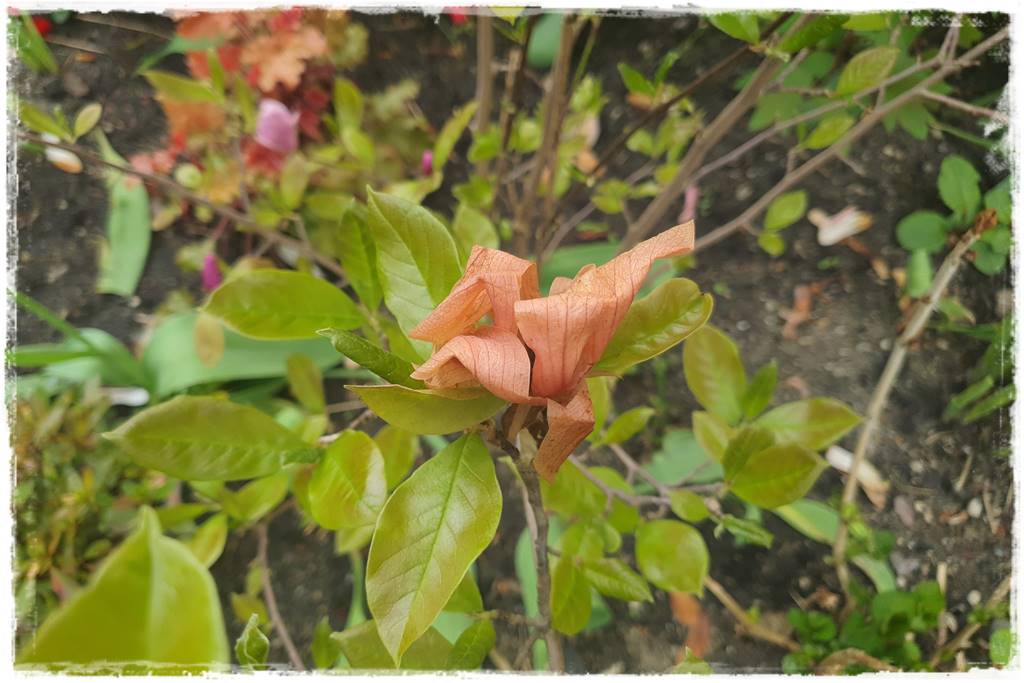 Sposób na wiosenne przymrozki 14 Sposób na wiosenne przymrozki 14