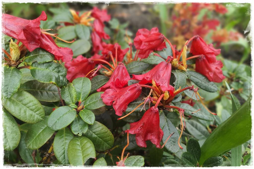 Sposób na wiosenne przymrozki 15 Sposób na wiosenne przymrozki 15