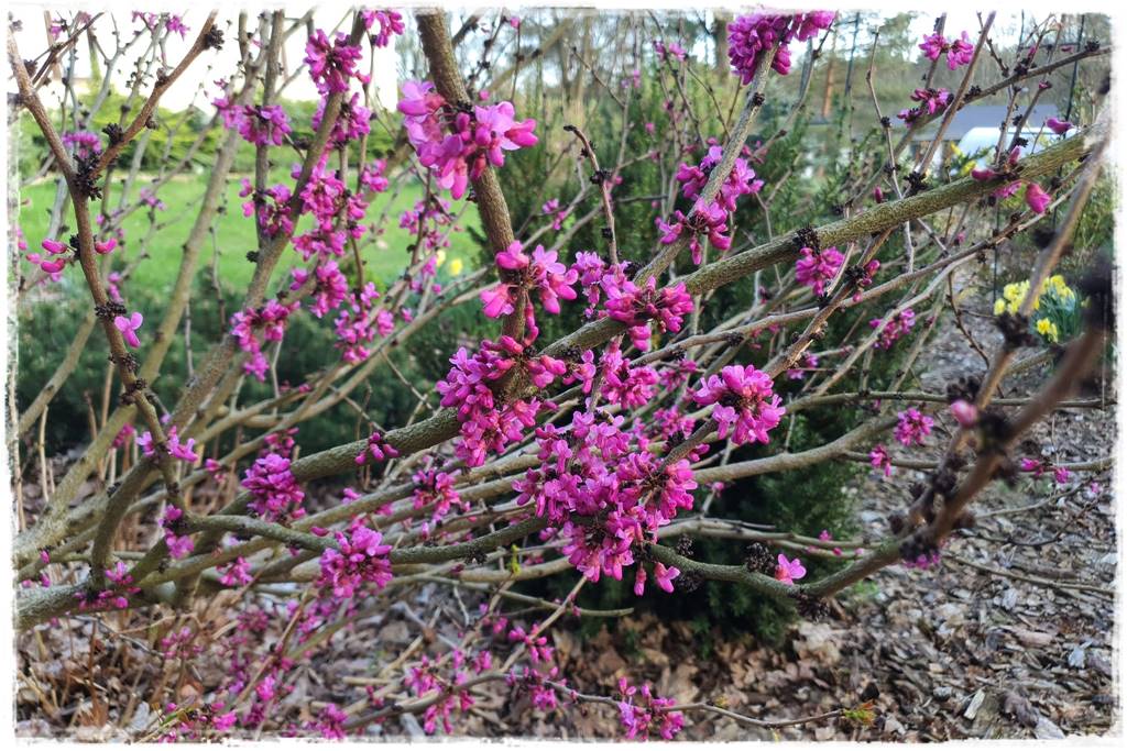 Sposób na wiosenne przymrozki 17 Sposób na wiosenne przymrozki 17