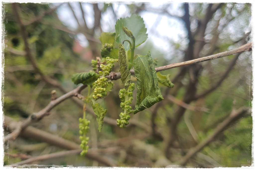 Sposób na wiosenne przymrozki 18 Sposób na wiosenne przymrozki 18