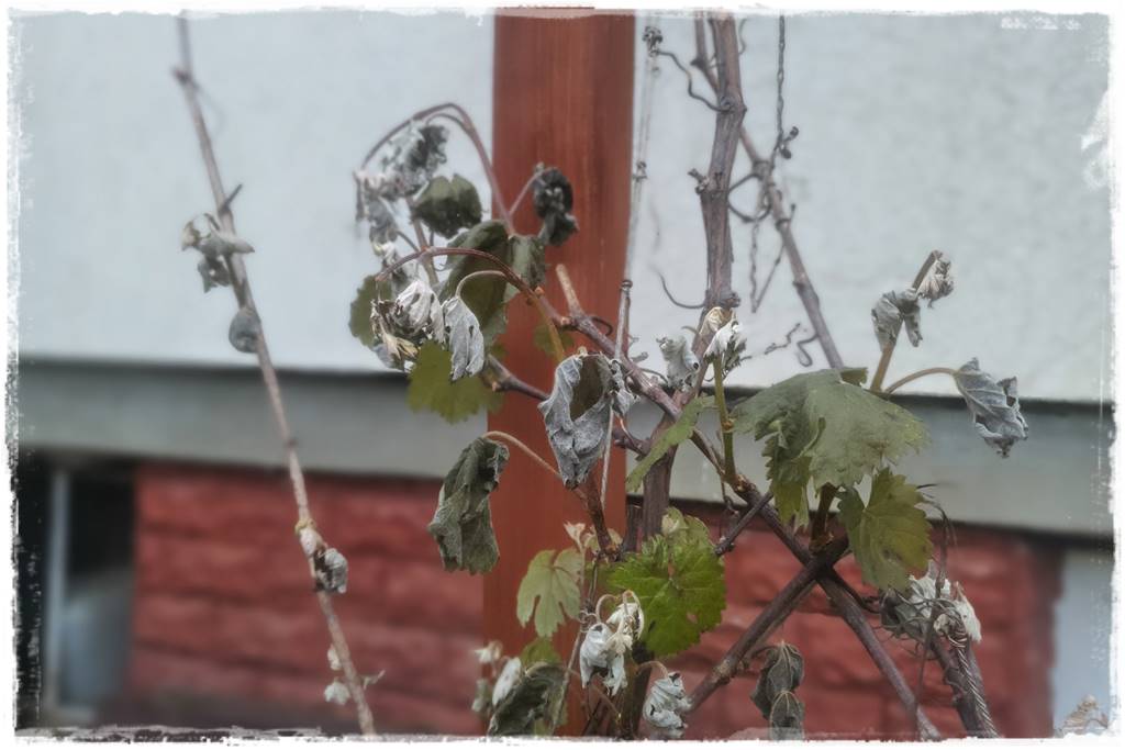 Sposób na wiosenne przymrozki 2 Sposób na wiosenne przymrozki 2