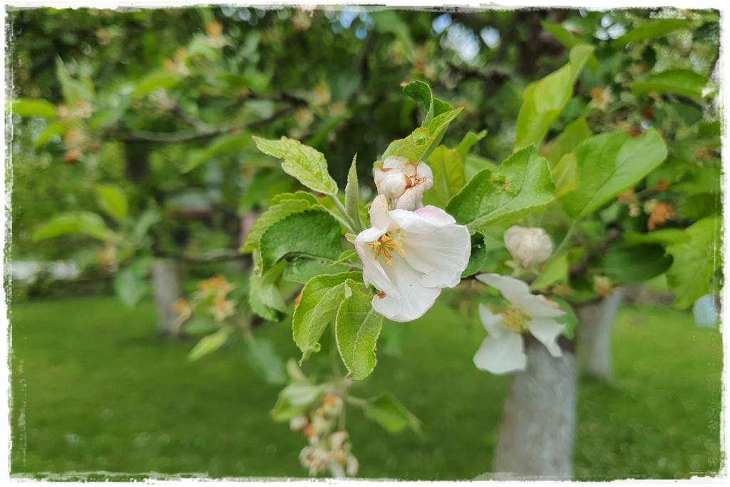 Sposób na wiosenne przymrozki 20