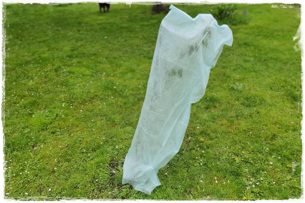 Sposób na wiosenne przymrozki 23 Sposób na wiosenne przymrozki 23