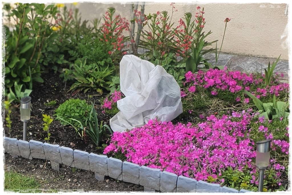 Sposób na wiosenne przymrozki 24