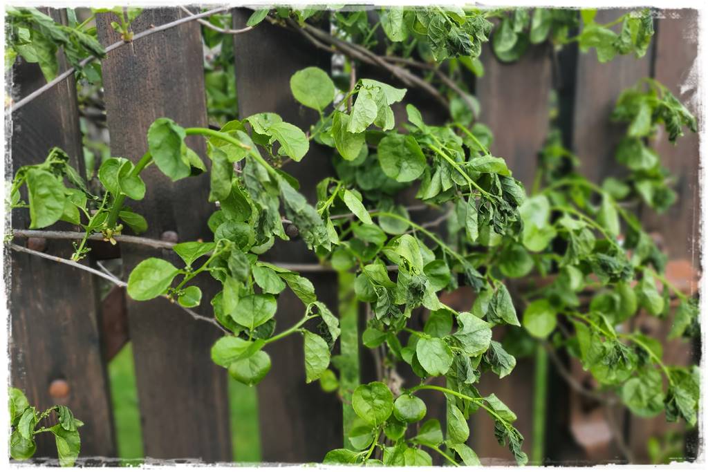 Sposób na wiosenne przymrozki 3 Sposób na wiosenne przymrozki 3