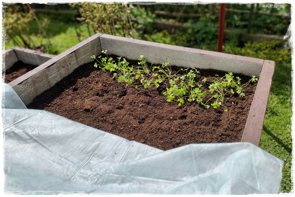 Sposób na wiosenne przymrozki 30