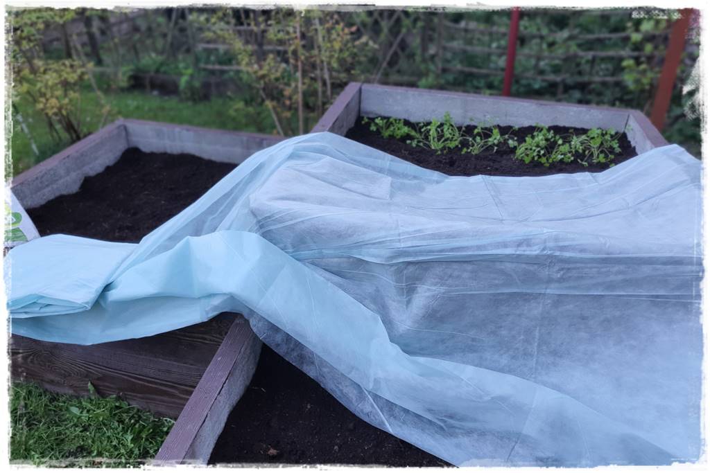 Sposób na wiosenne przymrozki 34 Sposób na wiosenne przymrozki 34