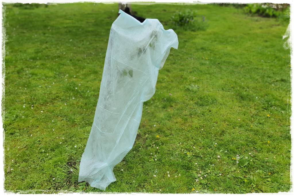 Sposób na wiosenne przymrozki 38 Sposób na wiosenne przymrozki 38