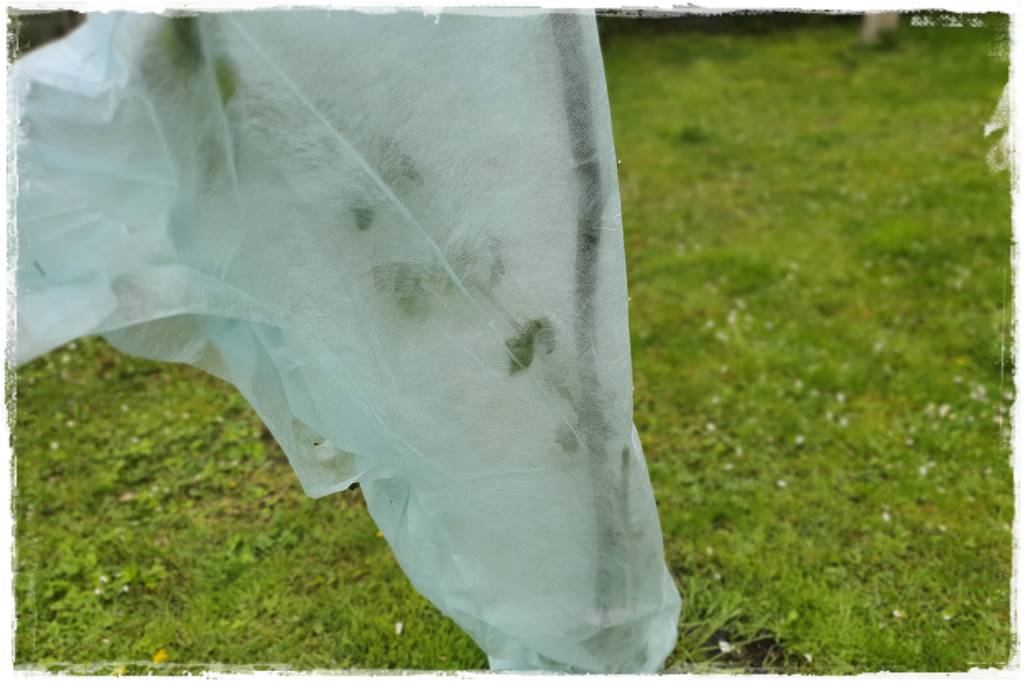 Sposób na wiosenne przymrozki 39 Sposób na wiosenne przymrozki 39