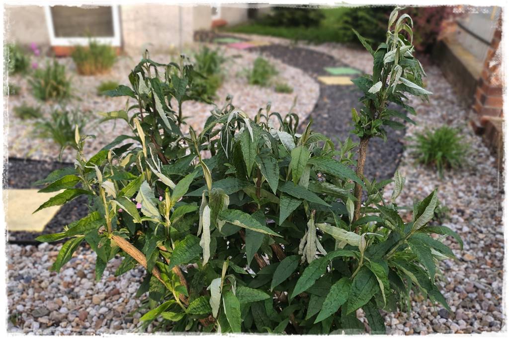 Sposób na wiosenne przymrozki 4 Sposób na wiosenne przymrozki 4