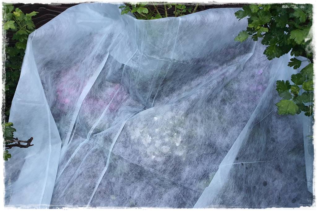 Sposób na wiosenne przymrozki 42