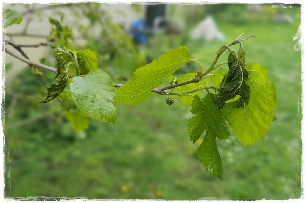 Sposób na wiosenne przymrozki 5 Sposób na wiosenne przymrozki 5