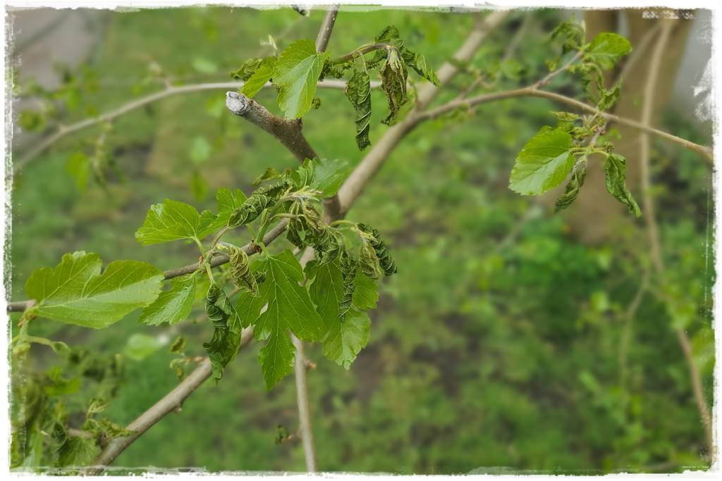 Sposób na wiosenne przymrozki 8 Sposób na wiosenne przymrozki 8