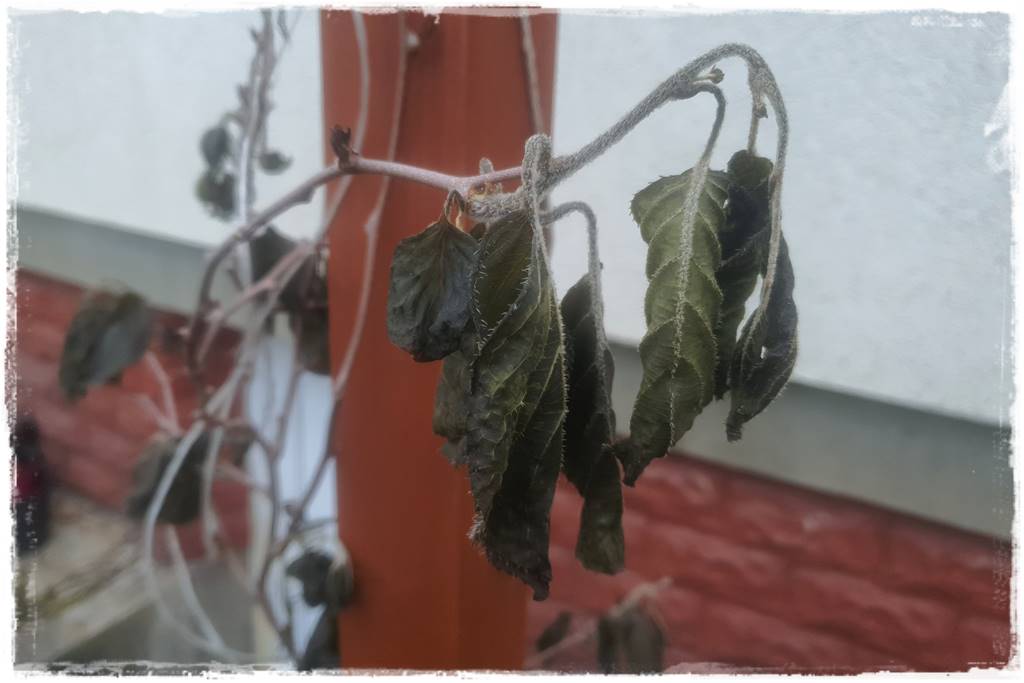 Sposób na wiosenne przymrozki 9 Sposób na wiosenne przymrozki 9