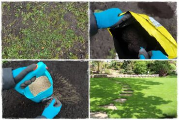 Trawnik na wiosnę 0