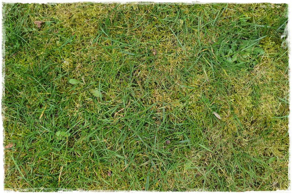 Trawnik na wiosnę 1