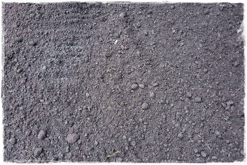 Trawnik na wiosnę 10