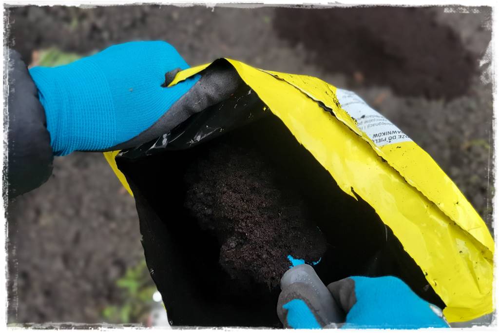 Trawnik na wiosnę 11b Trawnik na wiosnę 11b