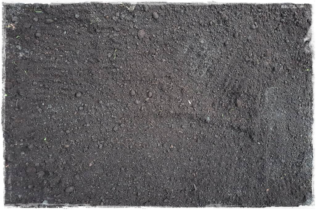 Trawnik na wiosnę 12