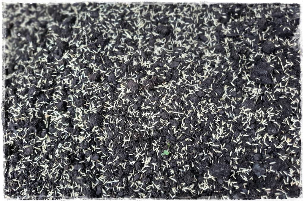 Trawnik na wiosnę 14b Trawnik na wiosnę 14b