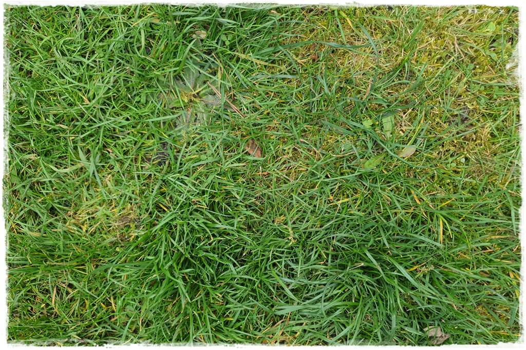 Trawnik na wiosnę 2 Trawnik na wiosnę 2